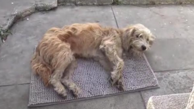 Photo of Stray Walks Into Family’s Yard And Collapses, Shows Teeth To Inform Of His Pain