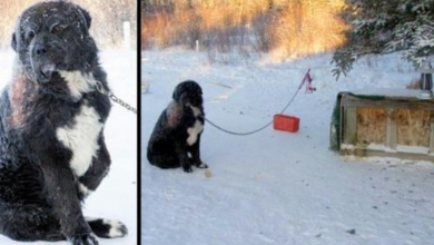 Photo of Owner Keeps Dog Chained Outside For 5 Straight Years, Threatens To Shoot Him