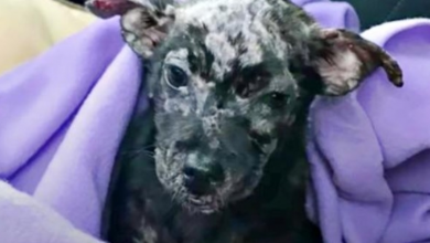 Photo of Unwanted & Blistered Puppy Turns Into “Adorable Gremlin” With Permanent Smile