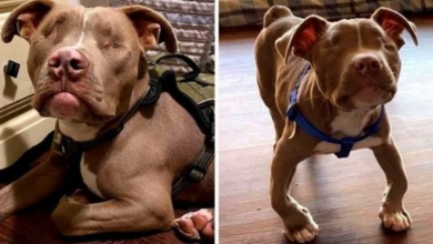 Photo of Family Adopts Blind Disabled Pit Bull Puppy, He Showers Them With Endless Love