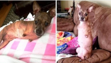 Photo of 2-Legged Dog Rejected For 8 Yrs And Returned 3 Times Begs For A Chance At Life
