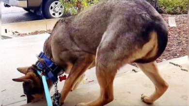 Photo of Slaughterhouse Dog Wouldn’t Stop Tucking His Tail Between His Legs & Shivering