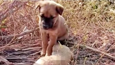 Photo of Forsaken Pup Cried For His Sister To Wake Up, Put His Paws On Her Little Body