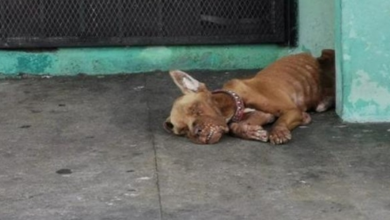 Photo of Dog Abandoned At Gas Station, And He Was Totally Ignored By Everyone