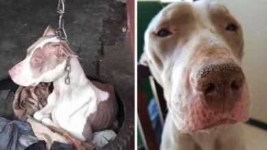 Photo of People Saved Dog Kept On Such A Short Chain She Couldn’t Even Rest Her Head, And You Really Have To See Her Now