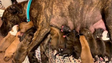 Photo of Woman Finds A Dehydrated And Malnourished Pregnant Stray, Takes Care Of Her Until She Gives Birth To 15 Puppies