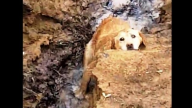 Photo of Missing Dog Found Stuck In River Bank But Her Rescue Mission Takes An Ugly Turn