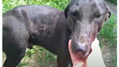 Photo of Invisible Stray Pleads For Help But No One Cared, Woman Stops To Say, “I See You”