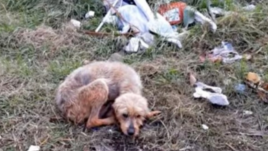 Photo of Deserted Blind Old Dog Couldn’t Find Her Way Around, Laid Down & Gave Up