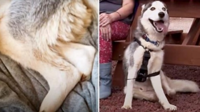 Photo of Husky Tragically Lost Back Feet As A Pup, But Has Proven It Won’t Slow Him Down