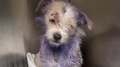 Photo of Owner Brought Her To Be Put Down, But Her Purple Fur Hid A Dark Story Behind It