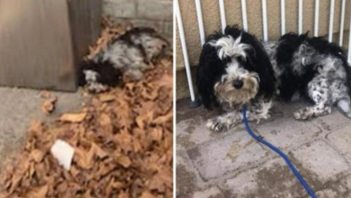 Photo of Full Of Mats & Attacked By Coyotes, Terrified Pup Cowers In Corner All Alone