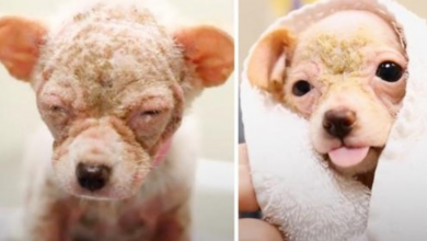 Photo of Dog Who Looked Like An ‘Alien’ Deemed Too Tiny And Sick To Stay At A Shelter