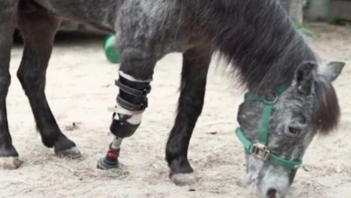 Photo of Vets Wanted To Euthanize Her After She Hurt Her Leg
