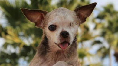 Photo of Tiny Puppy Mill Survivor Who Became A Voice For Change Passed Away