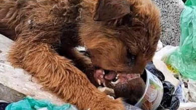 Photo of Man Enraged That Passersby Turned Blind Eye To Dog Eating With Snout Sealed Shut