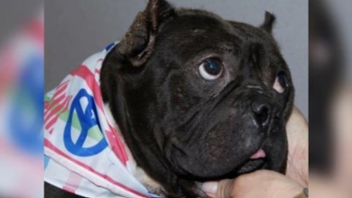 Photo of Riddled With Tumors, Homeless Pit Bull Waited Four Long Years For His Fate To Change