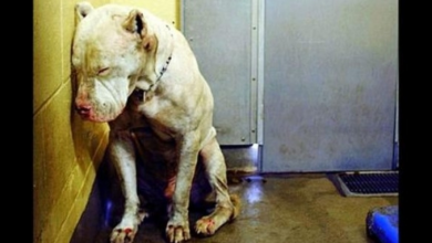 Photo of Dog Gave Up On Life, But A Woman Took His Shelter Photo And Posted It Online