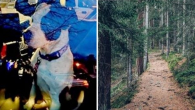 Photo of Frantic Dog Leads Off-Duty Police Officer Deep Into The Woods For Help