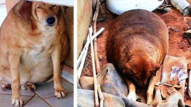 Photo of Obese Dog Becomes A “Spectacle” For Onlookers But No One Cares About His Pain