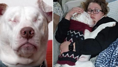 Photo of Blind & Deaf Shelter Dog Thought No One Would Love Him, Until He Met His Family