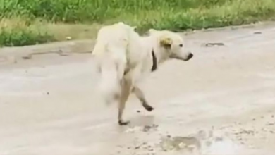 Photo of Abandoned Female Dog Walks On Her Front Paws For Help In Loneliness And Pain