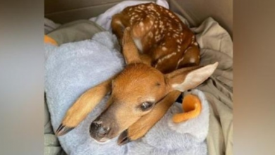 Photo of Baby Deer Lies Beside His Mother’s Body Hoping That She Will Breathe Again