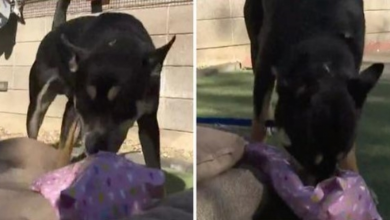 Photo of Playful, Friendly, Young Dog Poised To Spend Second Christmas Alone At Shelter