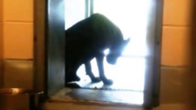 Photo of Blind Dog Hangs His Head In Shame After Being Dumped In A Junkyard By His Owner