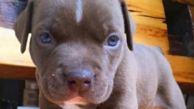 Photo of Little Pup Is Bought For $600 On Craigslist And Then Quickly Abandoned