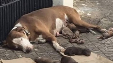 Photo of She Gives Birth On Sidewalk, Collapses When Help Arrives While Protecting Her Puppies