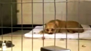 Photo of Homeless Dog Saved From Street Spends All Day Depressed In A Corner Of Shelter