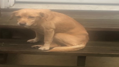 Photo of Guy Accidentally Leaves His Front Door Open, Gets ‘Chosen’ By A Stray Dog Who Walked In At Night