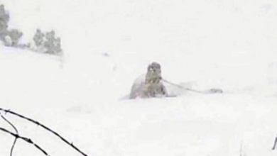 Photo of Owners Keep Dog Chained Up Outside In Blizzard, Sheriff Refuses To Do Anything