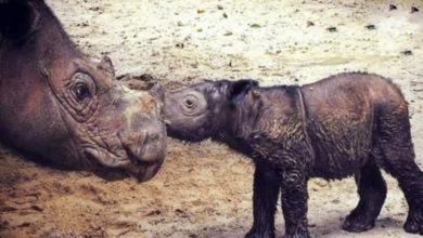 Photo of Rare Rhino Birth Gives Hope To Endangered Species, Only 2nd Birth In 128 Years