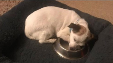 Photo of Hungry Shelter Dog Fears Not Getting Meals So He Sleeps With His Food Bowl