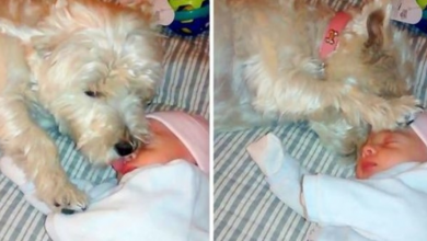 Photo of Dog Meets Baby For The First Time, Puts Paw On The Baby’s Head And Blesses Her
