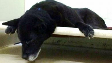 Photo of Senior Dog Hangs His Head And Weeps Because He Doesn’t Know Why They Dumped Him