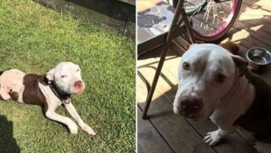 Photo of Pit Bull Wanders Into Family’s Backyard Looking For A Forever Home