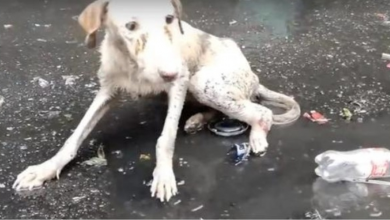 Photo of Injured, lost, unable to move, dog howled in a dirty puddle until some rescued her