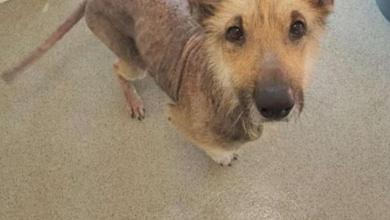 Photo of German Shepherd Was So Neglected It Took A Year For Her Hair To Grow Back