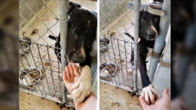 Photo of Shelter Dog Desperate For Adoption Tries To Hold Hands With Everyone Passing By His Kennel