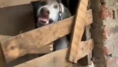 Photo of Dog Locked Away In A Room For Over A Year Showed His Teeth To Rescuers