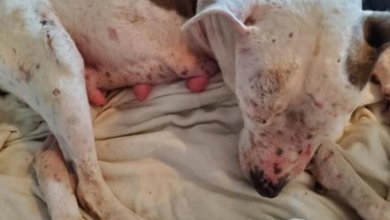 Photo of Beaten Pregnant Mama Dog Begs Strangers For Help But They Threw Rocks At Her