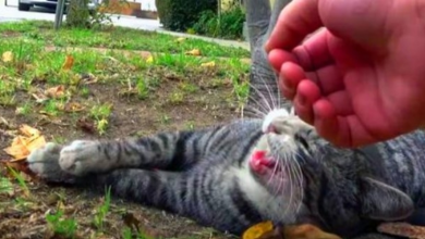 Photo of Cat Couldn’t Move For Days Found Laying Down And Crying For Help