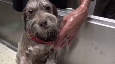 Photo of Scared and very sad, Exhausted Stray Dog Gets Rescued in time