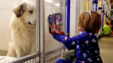 Photo of “Undesirable” Dog Was Going To Be Put Down, So Girl Began Reading Him Stories