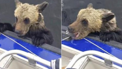 Photo of Drowning Baby Bear Paws At Boat For A Boost, Bites Down As Men Don’t Move