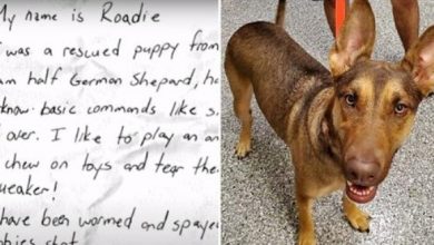 Photo of Dumped Dog Tied To Tree With Note Finds Loving Home & Gets Job Saving Lives