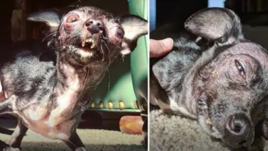 Photo of Special-Needs Dog Was Told She’s A Monster & Too Ugly For A Home